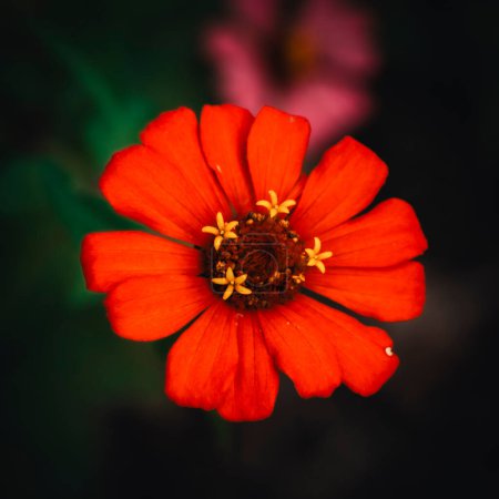 Flor roja y hermosa de Colombia