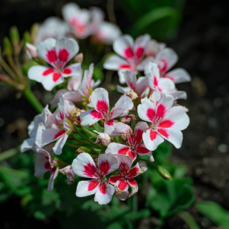 Small white and pink flowers blooming in the spring