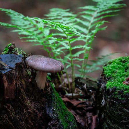 miniature wild landscape with mushroom and ferns