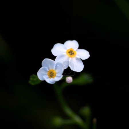 white and simple flowers on a black background
