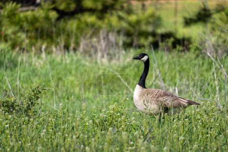 Canada goose in an empty field surrounded by negative space. Cheney, Washington