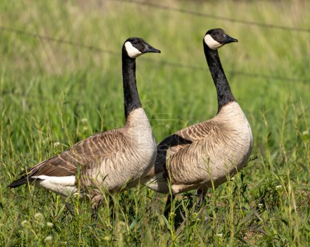 Two Canada Geese in a green field with a wire fence in the background. Cheney, Washington