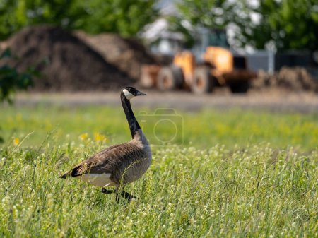 Canada Goose in front of construction site. Tractor and large dirt mounds are in the background. Cheney, Washington