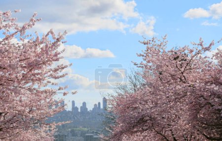 Schöne Kirschblütenbäume während einer Frühjahrssaison in einem Stadtviertel von Vancouver mit der Skyline von Burnaby im Hintergrund in British Columbia, Kanada