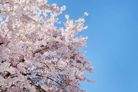 Hermoso árbol de flor de cerezo contra un cielo azul claro durante una temporada de primavera en Burnaby, Columbia Británica, Canadá