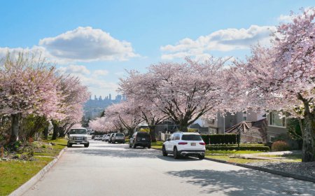Photo for Beautiful cherry blossom trees during a spring season in a Metro Vancouver neighborhood with the skyline of Burnaby in the background in British Columbia, Canada - Royalty Free Image