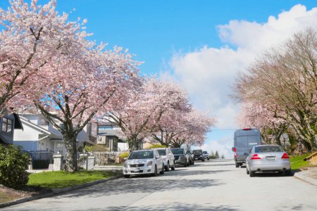 Photo for Beautiful cherry blossom trees during a spring season in a Metro Vancouver neighborhood in British Columbia, Canada - Royalty Free Image