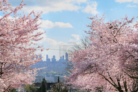 Schöne Kirschblütenbäume während einer Frühjahrssaison in einem Stadtviertel von Vancouver mit der Skyline von Burnaby im Hintergrund in British Columbia, Kanada