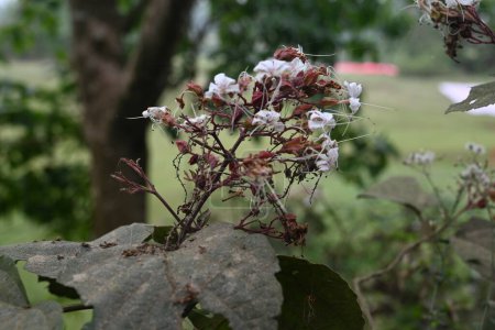 Clerodendrum is a genus of flowering plants formerly placed in the family Verbenaceae