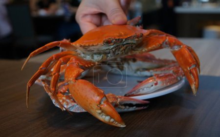 hand hold a delicious hairy crab or chinese mitten crab close up. High quality photo