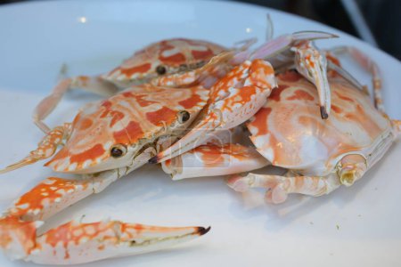 Crabe de boue chili Singapour sur fond blanc. Photo de haute qualité
