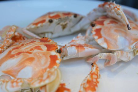 Dampfend gekochte Krabben, japanisches Essen, Krabbenspezialitäten, Schneekrebse, weibliche Riesenkrebse. Hochwertiges Foto