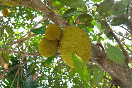 Jackfruit and jackfruit trees are hanging from a branch. High quality