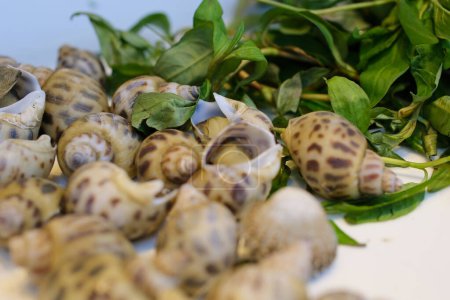 Schnecken und Schnecken frisch roh Rapana bezoar Linnaeus. Meeresschnecke Meeresfrüchte. Hohe Qualität