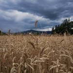 field with wheat against the backdrop of mountains and clouds