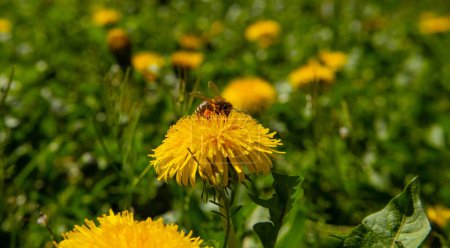 Bee on a yellow dandelion in the grass