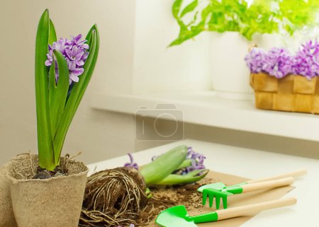 Blühende Hyazinthen ohne Topf liegen neben einem Topf auf einem mit Papier bedeckten Tisch in einem hellen Raum, kleine Gartengeräte, Scheren liegen daneben