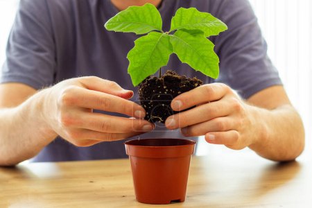 young man holding a plant in his hands, planting young tree in new pot