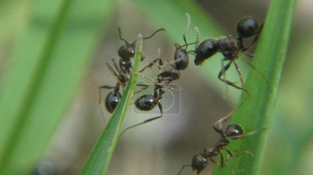 Téléchargez les photos : Plan rapproché d'un groupe de fourmis sur une feuille verte avec un fond flou - en image libre de droit