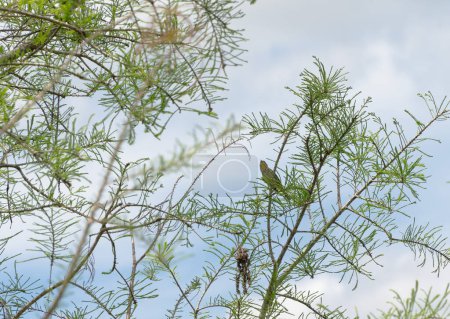 Palm warbler Sitting On Tree Branch 