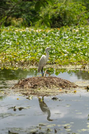 Snowy Egret With Reflection In Water