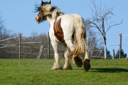 Foto de Un hermoso caballo - el irlandés Tinker - Imagen libre de derechos