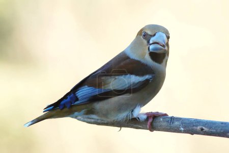 Téléchargez les photos : Le chardonneret est un oiseau de la famille du chardonneret - en image libre de droit