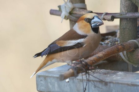 Photo for The hawfinch is a bird in the finch family. - Royalty Free Image