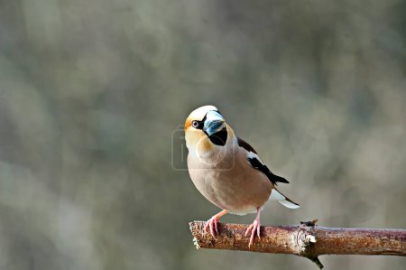Téléchargez les photos : Le chardonneret est un oiseau de la famille du chardonneret. - en image libre de droit