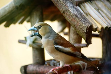 Téléchargez les photos : Le chardonneret est un oiseau de la famille du chardonneret. - en image libre de droit