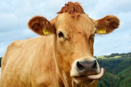 Bovinos, vacas y terneros: una hermosa vida en un pastizal