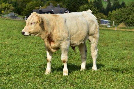 Rinder, Kühe und Kälber und ein schönes Leben auf der Weide