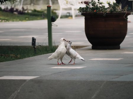 Side view of two loving white dove kissing