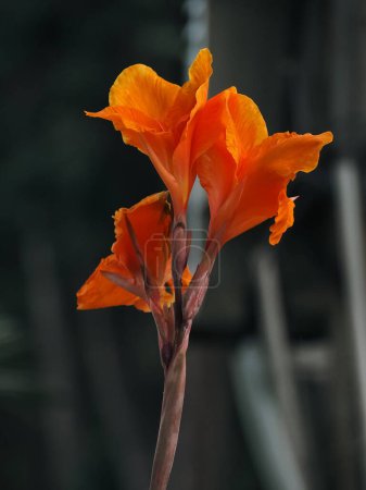 Belle fleur de canne orange Gros plan avec fond Bokeh