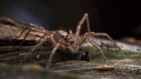 Sumérgete en el mundo en miniatura de los insectos con cautivadora macrofotografía. Explore detalles intrincados y colores vibrantes en esta impresionante colección.