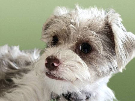 Porträt eines süßen Hundes, der Emotionen zeigt, während er seine Besitzerin beobachtet.