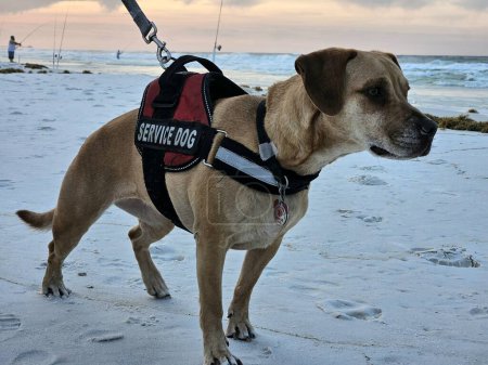 Mixed breed service dog on beach watching seagulls.