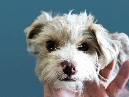 Portrait of cute dogs face in owners hand on blue background. 