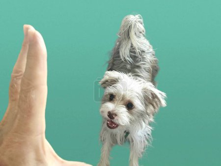 Cute puppy on green background reaction to owners hand teaching obedience lessons. 