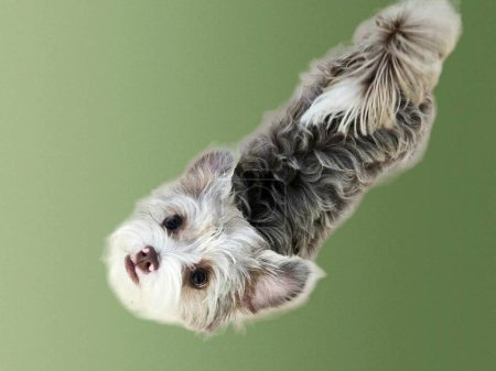 Cute shorkie puppy on green background waiting for obedience command from owner.
