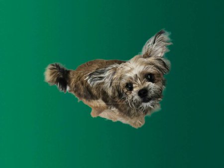 Niedlicher kleiner Hund springt zu Hause auf grünem Hintergrund in die Luft.