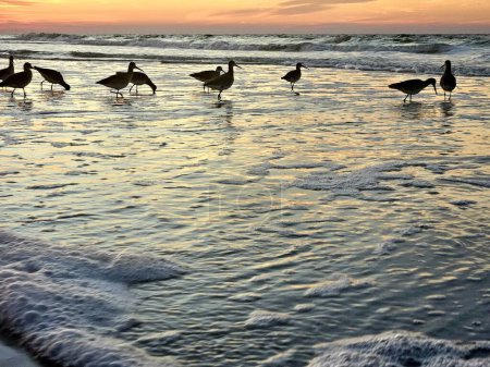 Patrones de invierno siluetas como pájaros caminando en el oleaje de la playa de Florida en invierno. 