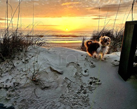 Cute dog shorkie walking on sand dunes on Florida beach at sunrise in summer.