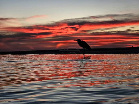 Silhouetted great blue heron standing in surf of Florida beach at sunrise. 