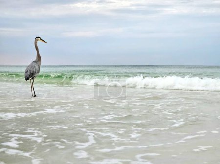Great blue heron stands in surf fishing in morning routine at Florida beach. 