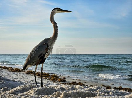 Gran garza azul como Sentinel en la playa de arena en la costa de Florida observando el océano y la hierba marina.