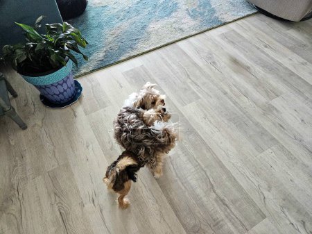 Cute shorkie dogs wrestling on luxury vinyl floor at home in Florida condo.
