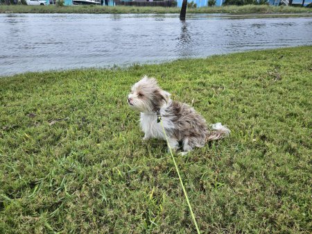 Walking the dog on a leash on a windy and rainy day in Florida neighborhood with flooded highway. 