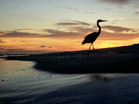 Silhouetted gran garza azul en la playa de Florida orilla del mar temprano en la mañana al amanecer.