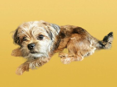 Cute shorkie puppy relaxing on yellow background at home watching. 